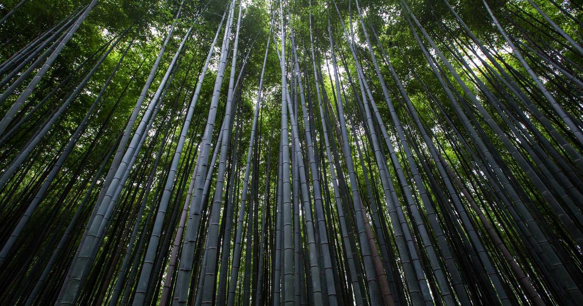 Luces navideñas Usaquén Bogotá